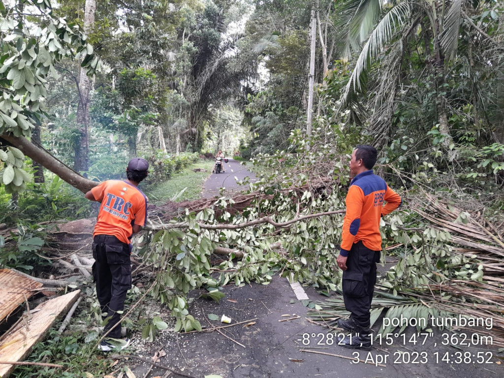 Pohon Tumbang di Banjar Tebajero, Desa Taman, Kecamatan Abiansemal Tanggal 03 April 2023